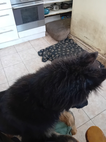 11month old Germanshepherd forsale