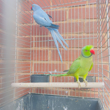 Beautiful Indian ringnick pair