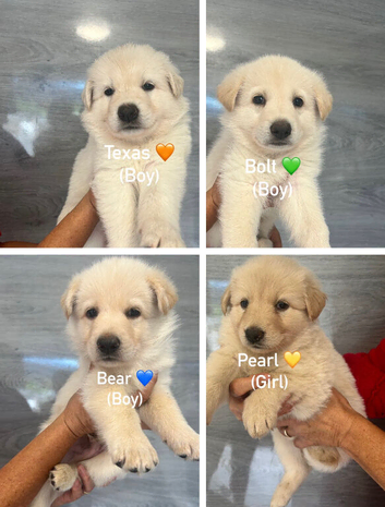 German Shepherd Puppies - ALL NOW RESERVED -