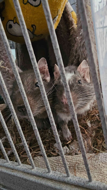 2 Male Degus Bonded Pair!