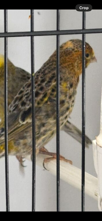 Lizard canary cock 2025