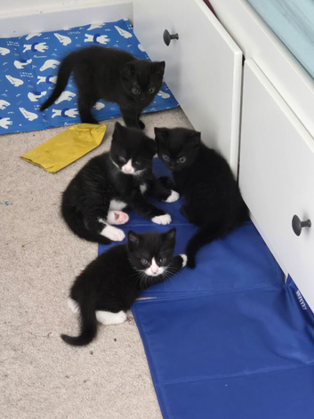 Kittens for sale