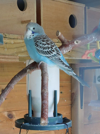 Baby Budgerigars