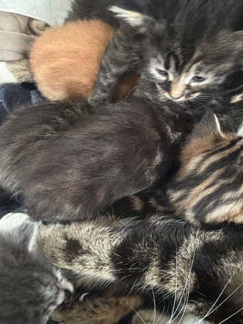 Kittens for sale