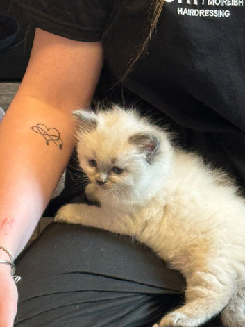 Ragdoll kittens