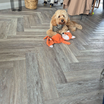 10 months cavapoo