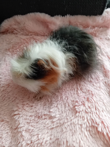 Part Texel Male single Guinea pig