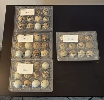 Packs of 12 Hatching Coturnix Quail Eggs - COLLECTION ONLY