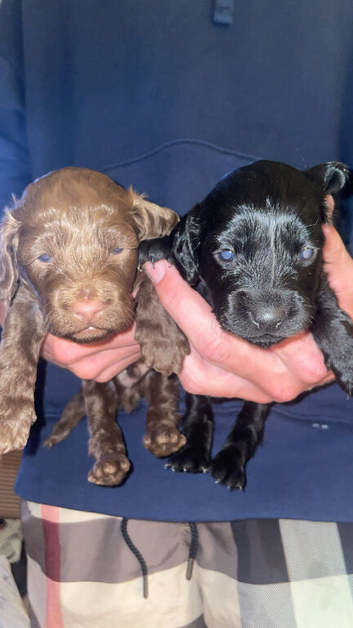 Cockapoo puppies