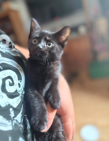 8 beautiful kittens 8 wks old
