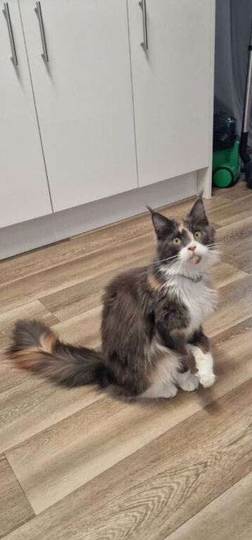Maincoon female gccf