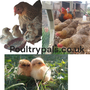 Bantam Partridge Wyandotte &ndash; Hatching Eggs & Chicks Available