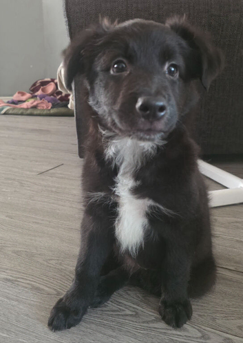 5 beautiful collie x whippet puppies