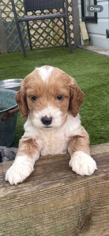Beautiful cockapoo puppies for sale