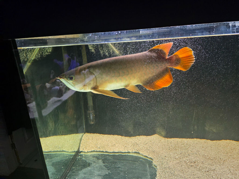 Arowana