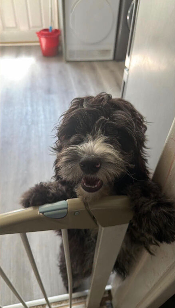Blue roan cockapoo