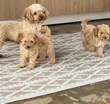 1 girl and 1 boy  Toy poodles ready now