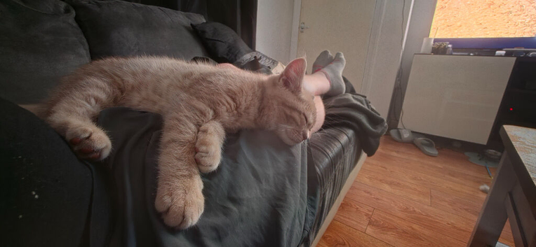British shorthair cinnamon fawn male