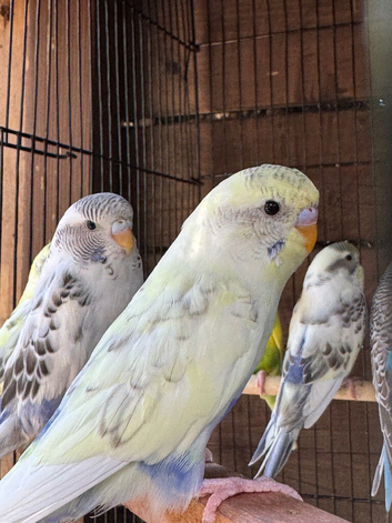 Adorable budgies for sale