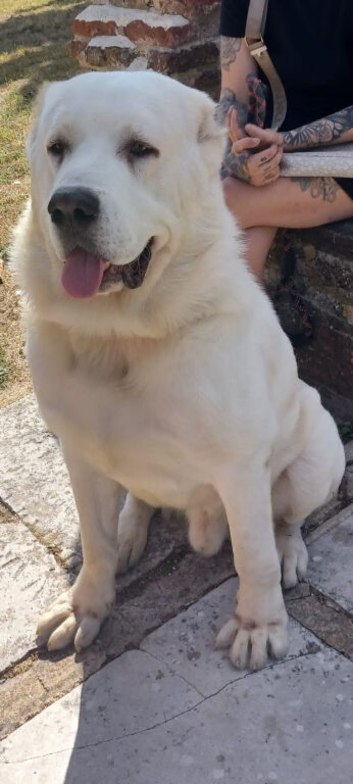 Arthur in need of a new home