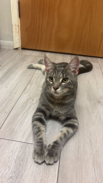 Half Maine coon boy