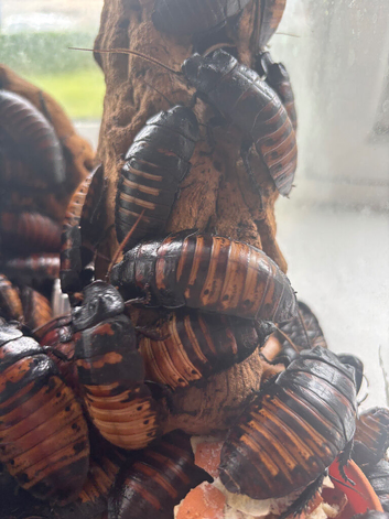 Madagascan Hissing Cockroaches
