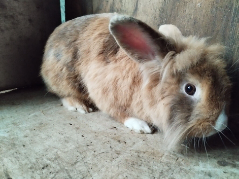 Proven male, lionhead
