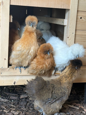 Silkie hens and Polish hens point of lay