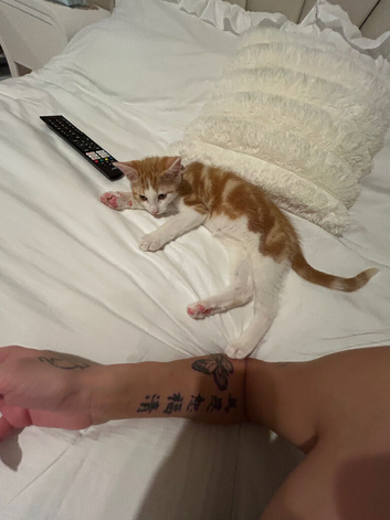 11 week old kitten