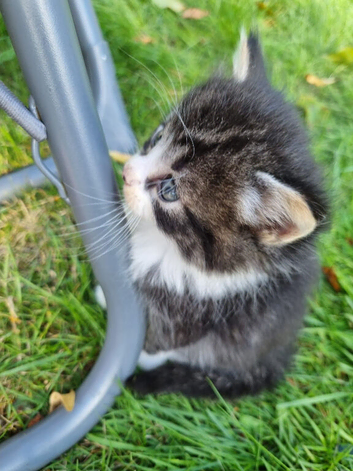 Beautiful male kitten for sale (9 weeks old)