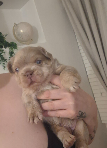 1 boy singleton fluffy newshade isabella merle