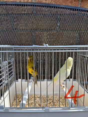 Spanish Raza Adult Pairs
