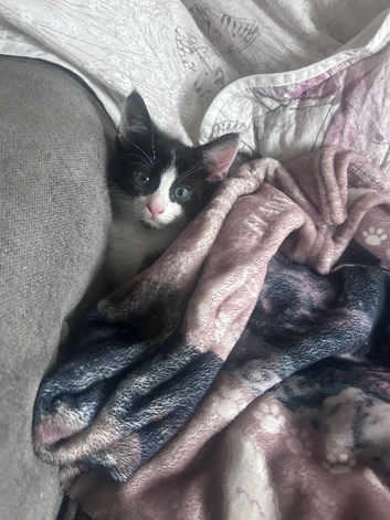 Kitten