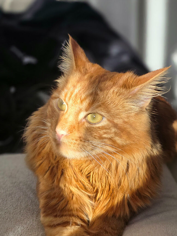 Mixed Persian Ginger cat fluffy 1 years old