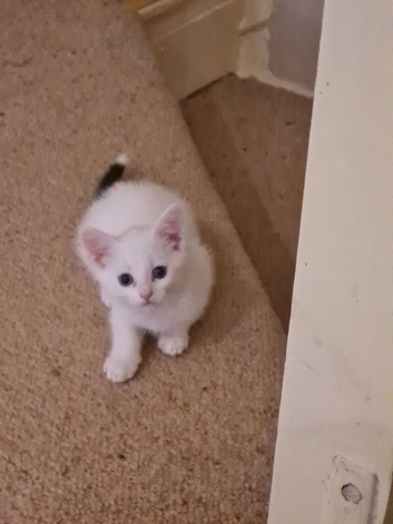 3 beautiful kittens for sale