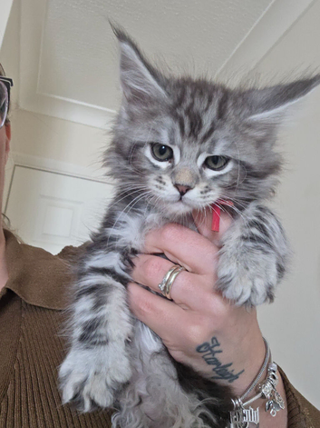 Adorable Maine Coon Kittens Looking for Loving