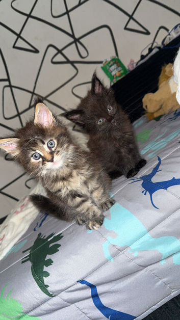 2 Maine coon kittens