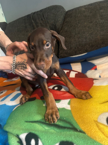 3 beautiful Doberman puppies