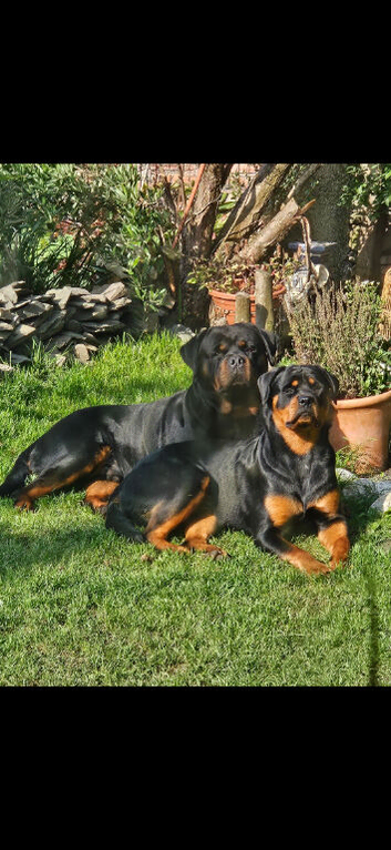 Rottweiler puppies
