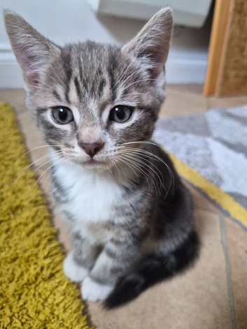Beautiful Boy kitten