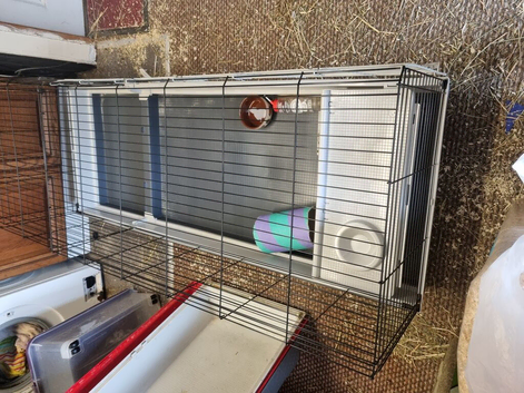Large cage and choice of 2 piggies