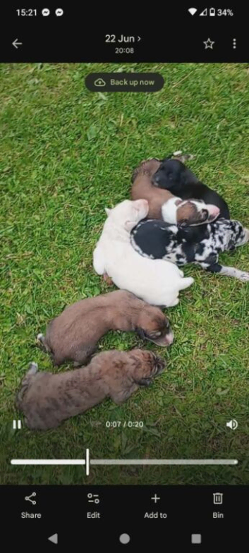 Lurcher pups