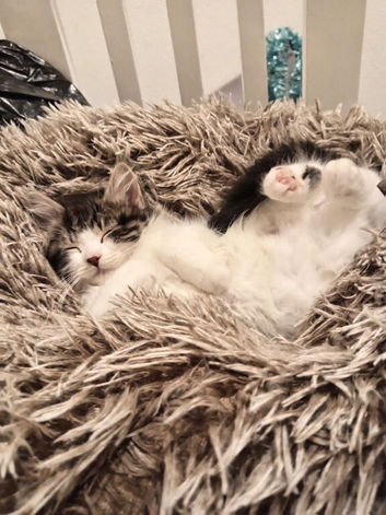 Cat for sale