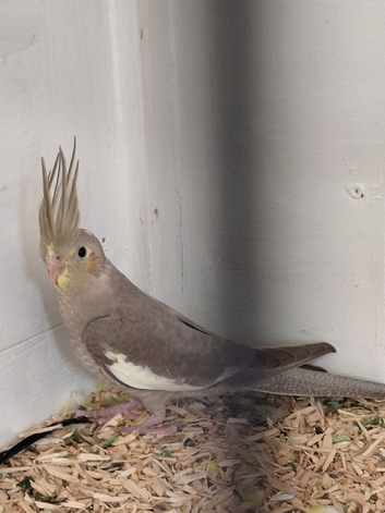 Young cockatiel.