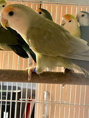 Lovebirds