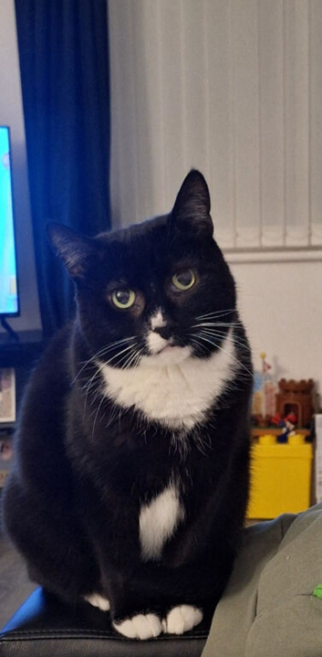 Loving cat to be rehomed