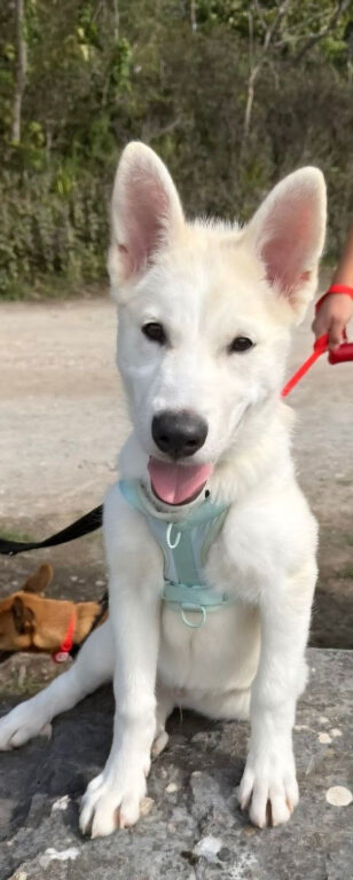 White 5 months old Male White Siberian/Malamute lovely Boy