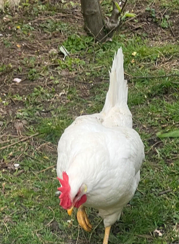 leghorn white chicken