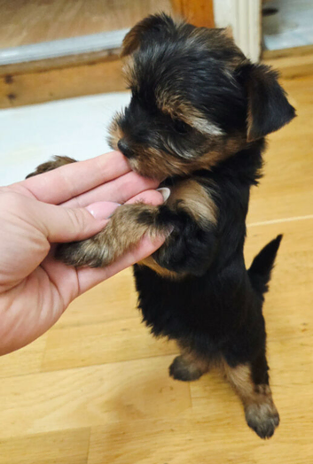Adorable Yorkshire Terrier Puppies