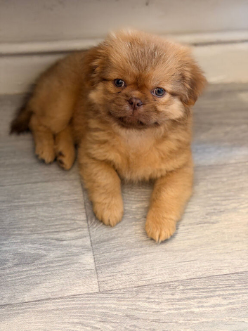 Shihtzu girl